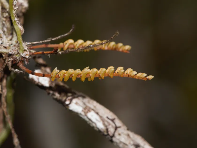 Campylocentrum fasciola