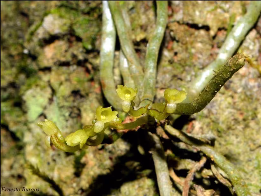 Campylocentrum filiforme