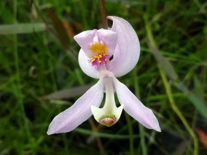 Pale grass pink