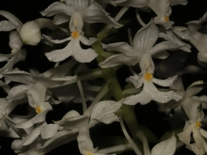 Calanthe triplicata
