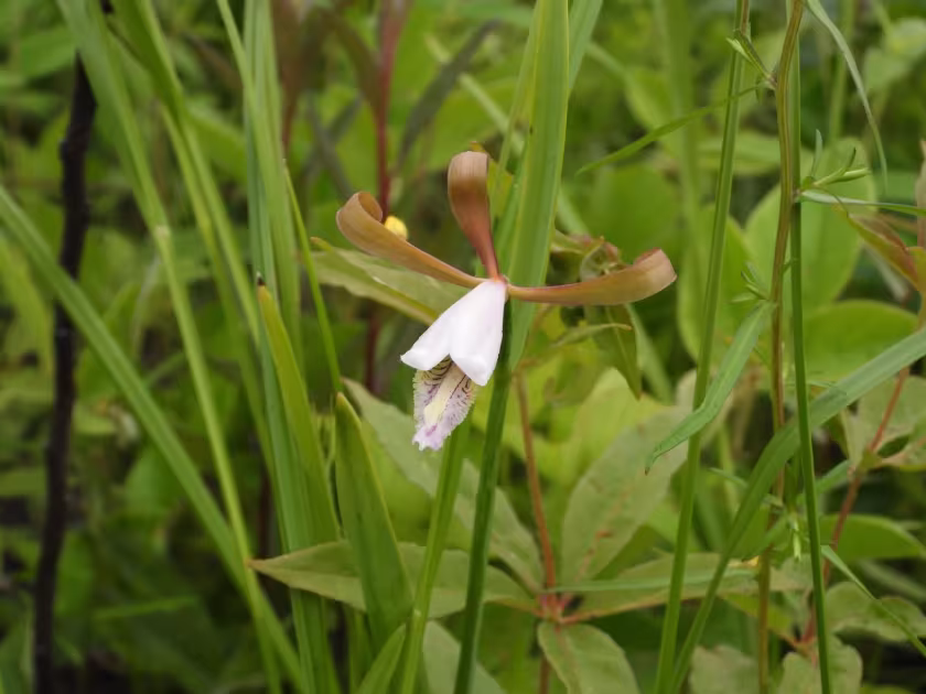 Cleistesiopsis bifaria
