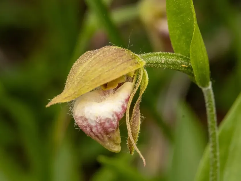Ram's-head lady's-slipper