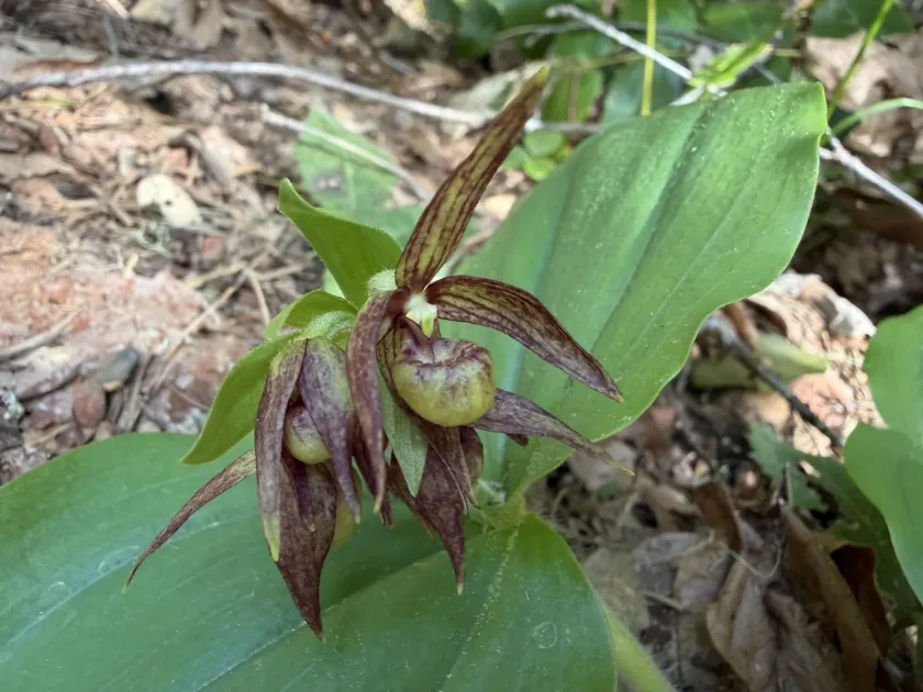 Clustered lady's slipper