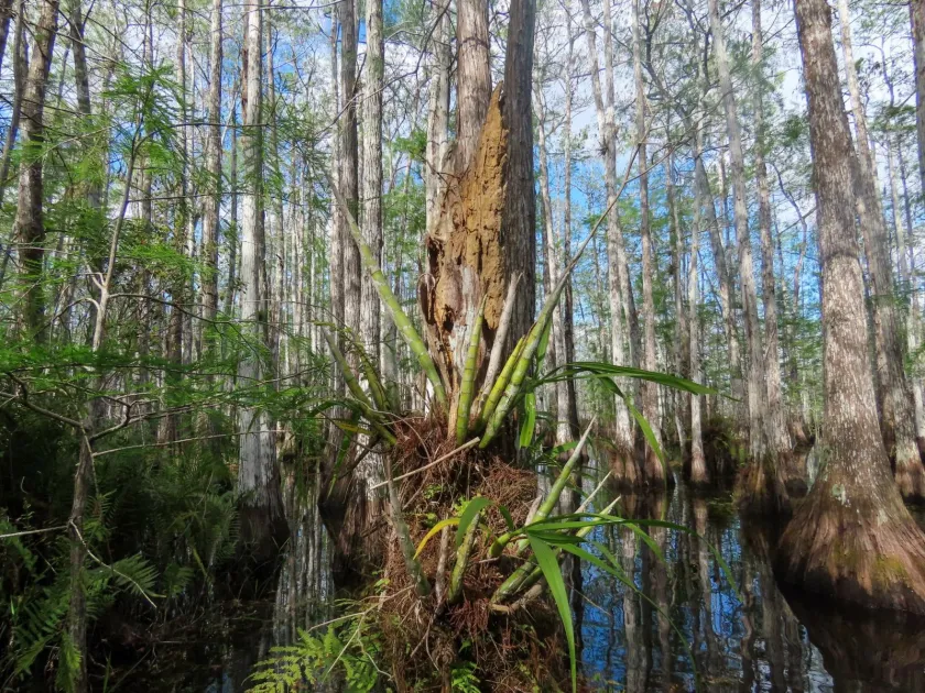 Cyrtopodium punctatum