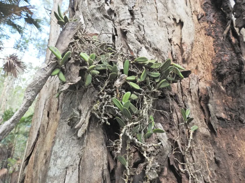 Thumbnail Orchid