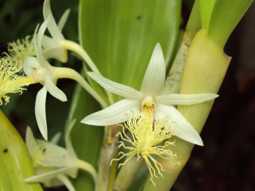 Dendrobium scopa