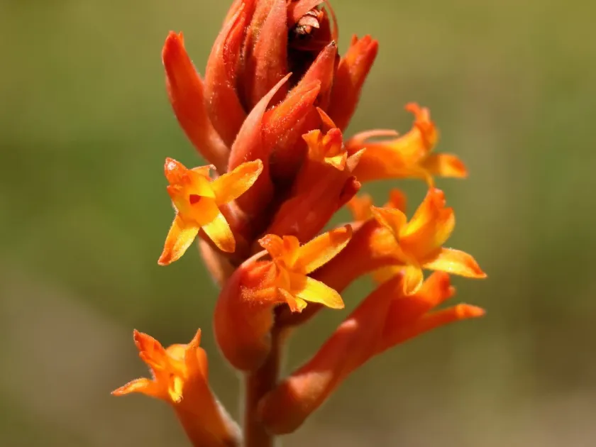 Dichromanthus cinnabarinus