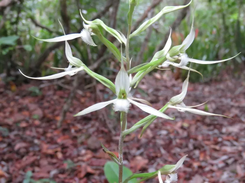 Eltroplectris calcarata