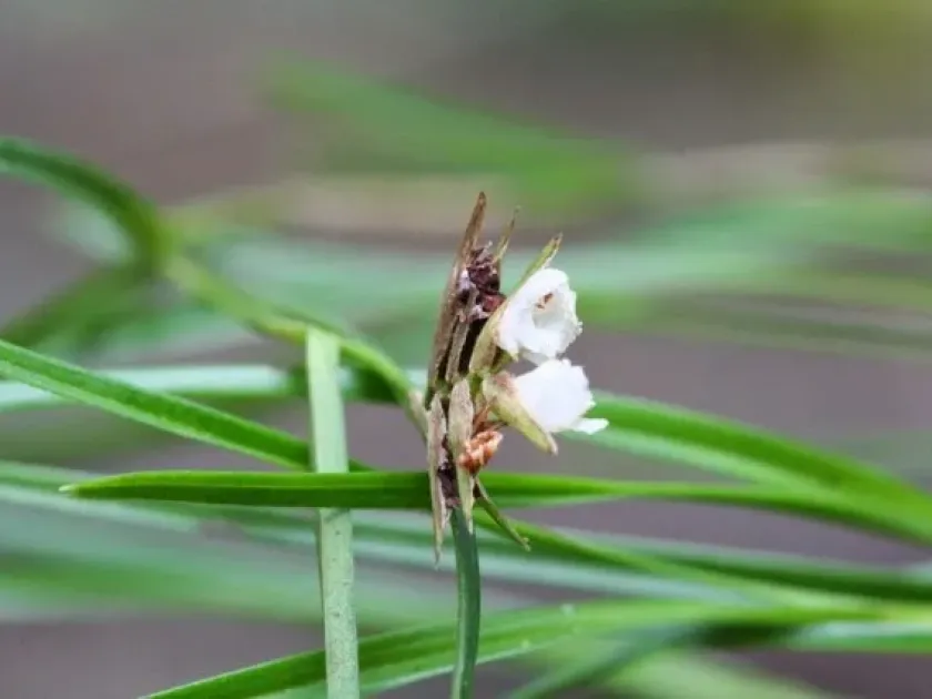 Elleanthus cordidactylus