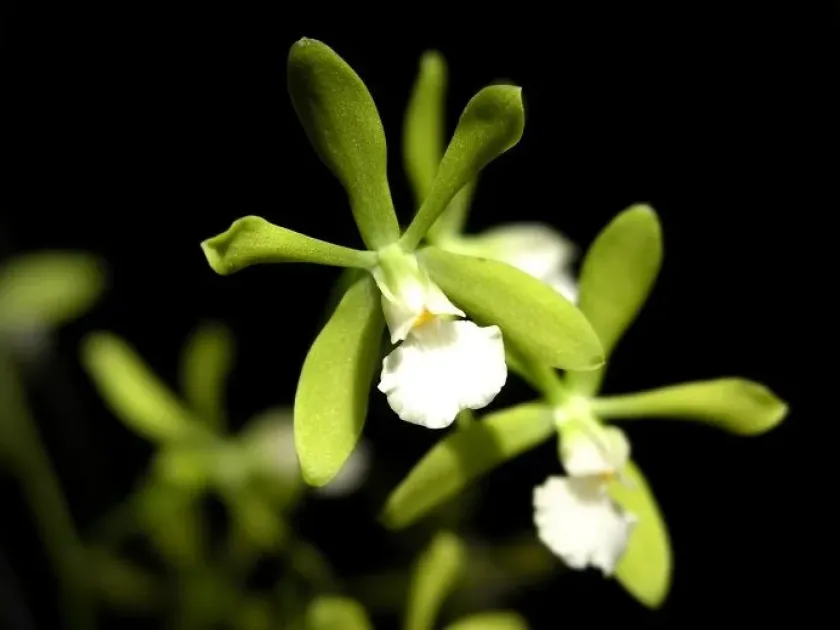 Encyclia isochila