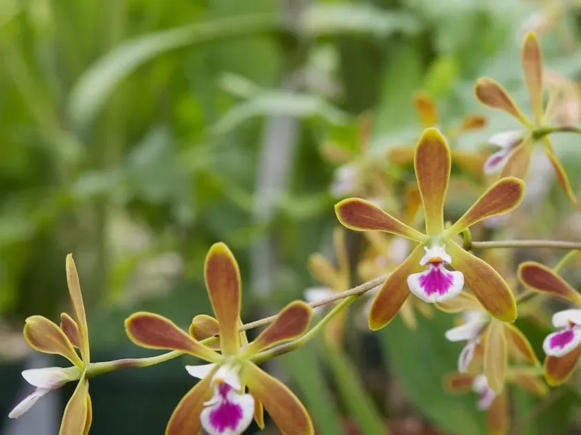 Encyclia tampensis