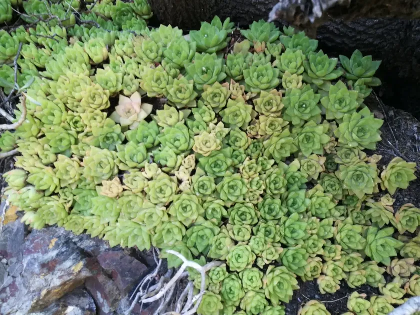 Haworthia cymbiformis