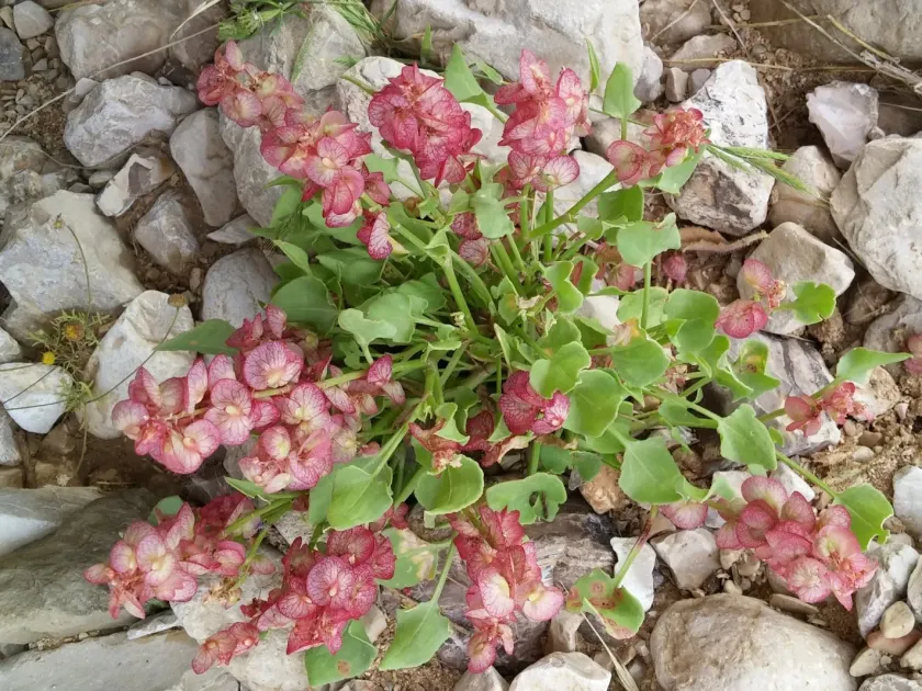 Cyprus sorrel