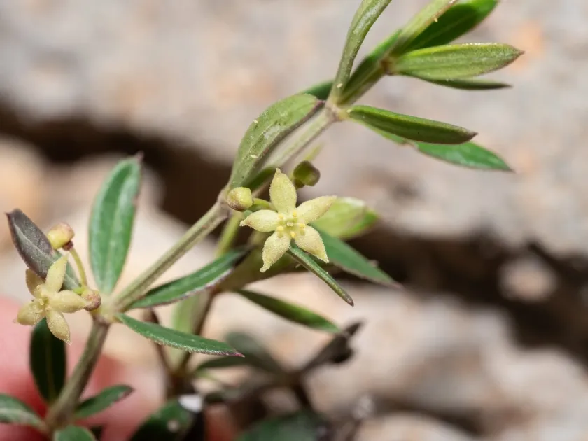 Rubia tenuifolia