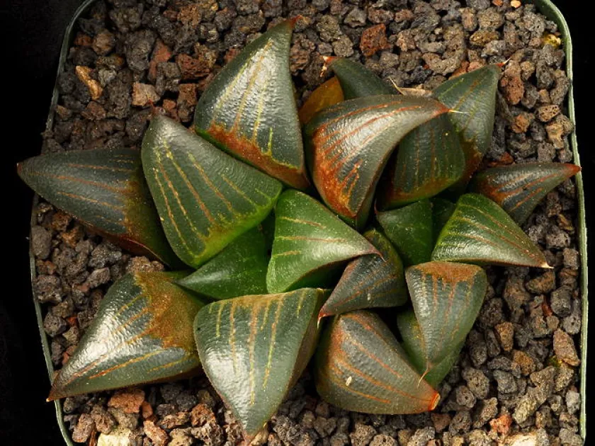 Hybrids of Haworthia mirabilis and Haworthia magnifica