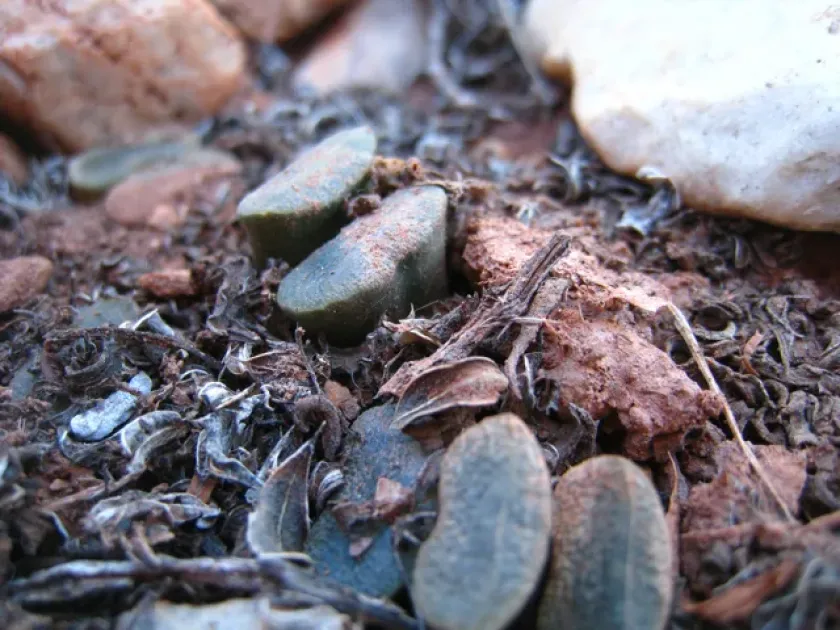 Haworthia truncata