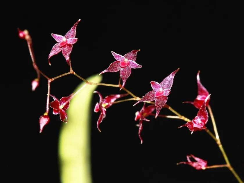 Lethanthopsis