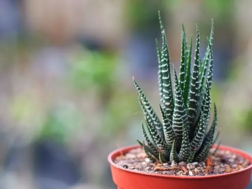Haworthiopsis fasciata