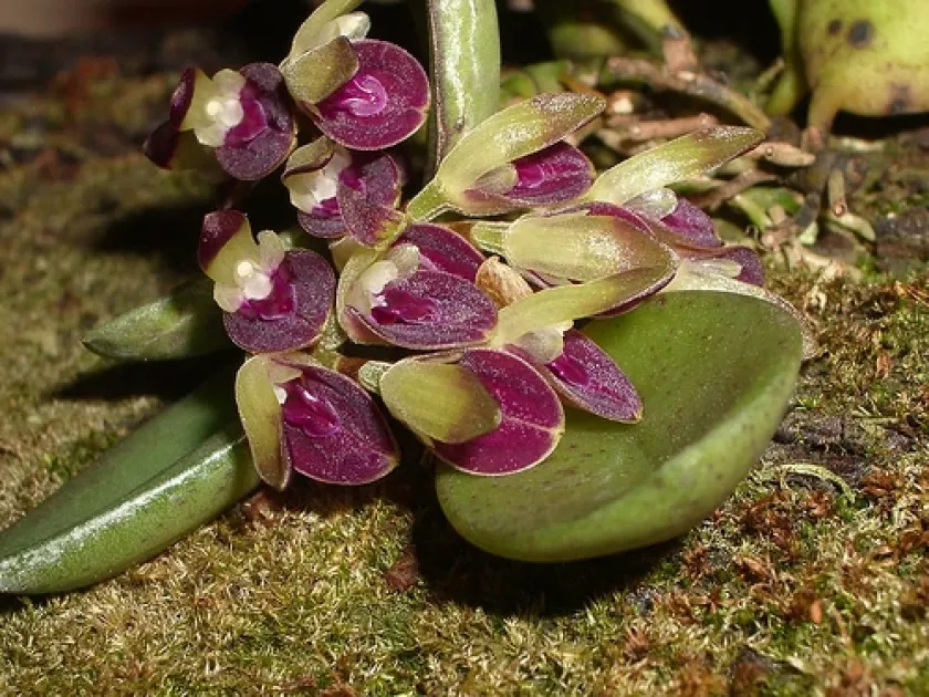 Acianthera gracilis