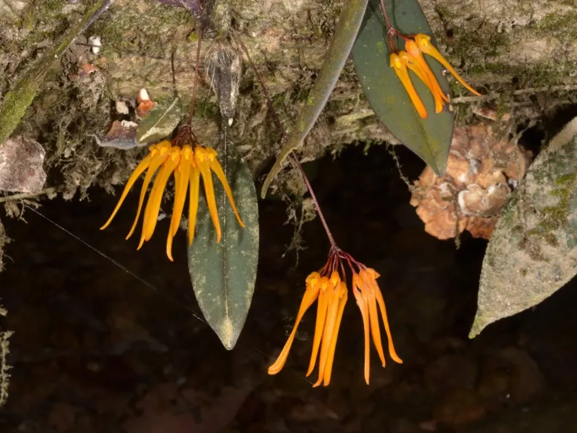Bulbophyllum thaiorum
