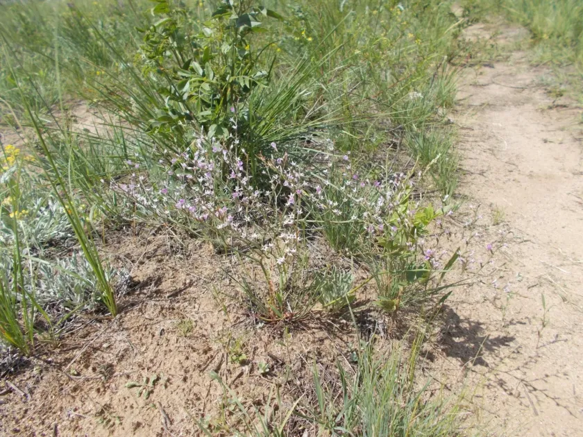 Goniolimon graminifolium