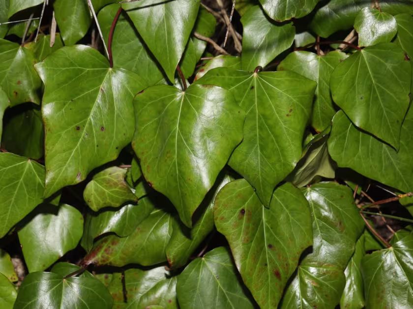 Persian ivy