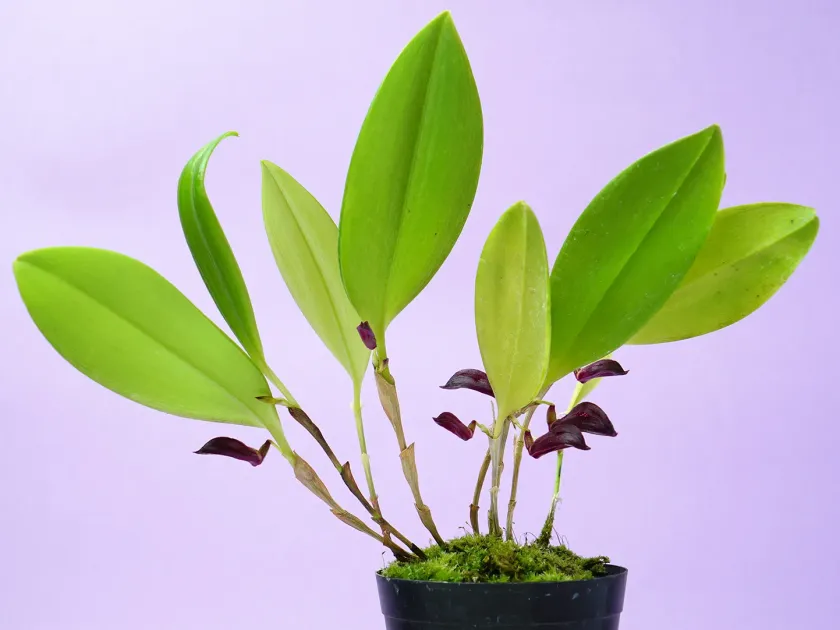 Zootrophion atropurpureum