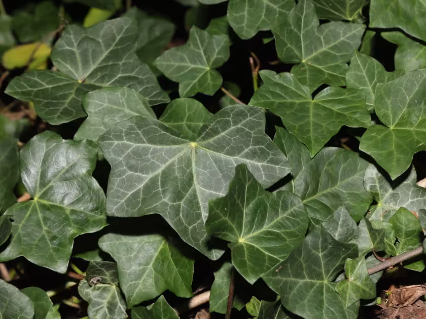 Irish Ivy