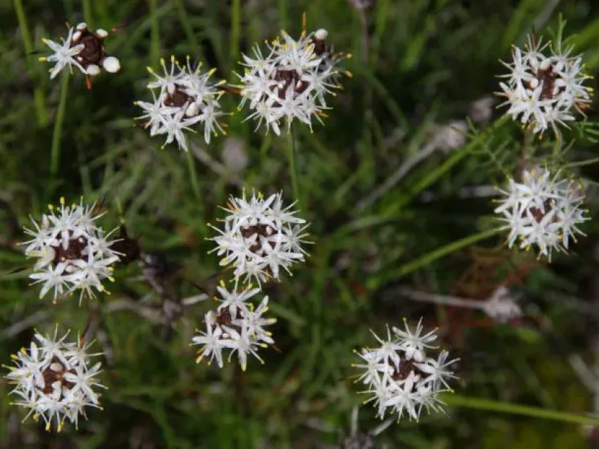 Borya sphaerocephala