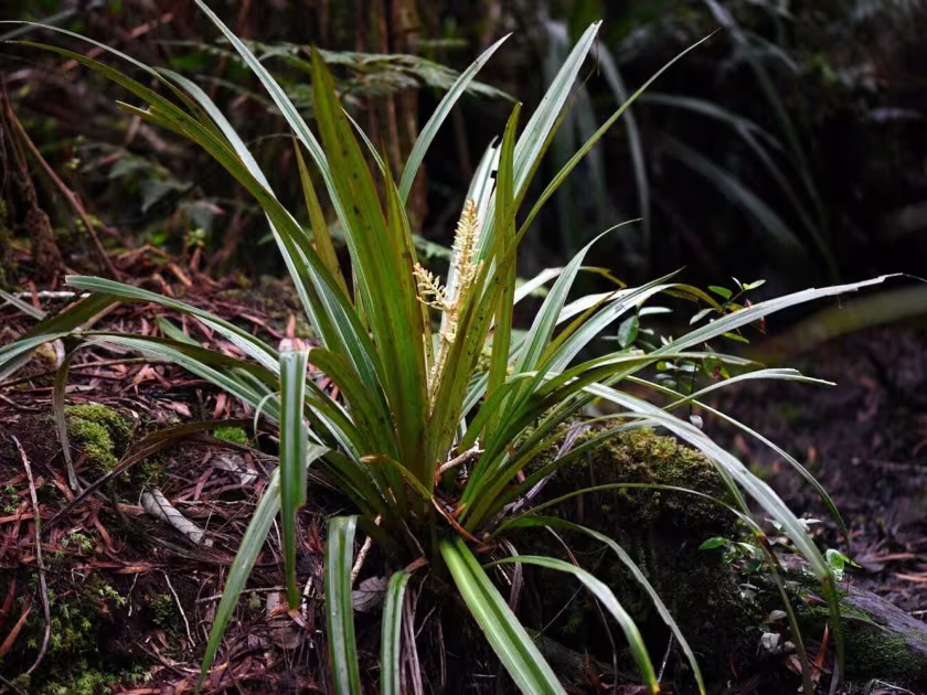 Astelia hemichrysa
