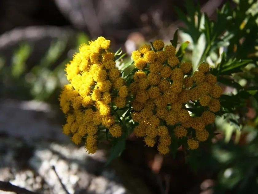 Ajania pallasiana