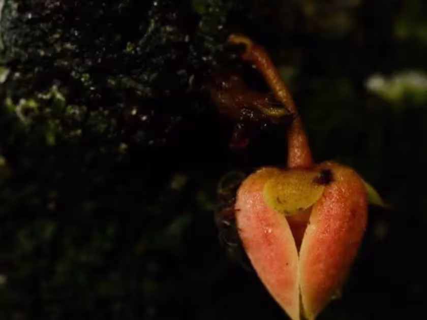 Polyalthia cinnamomea