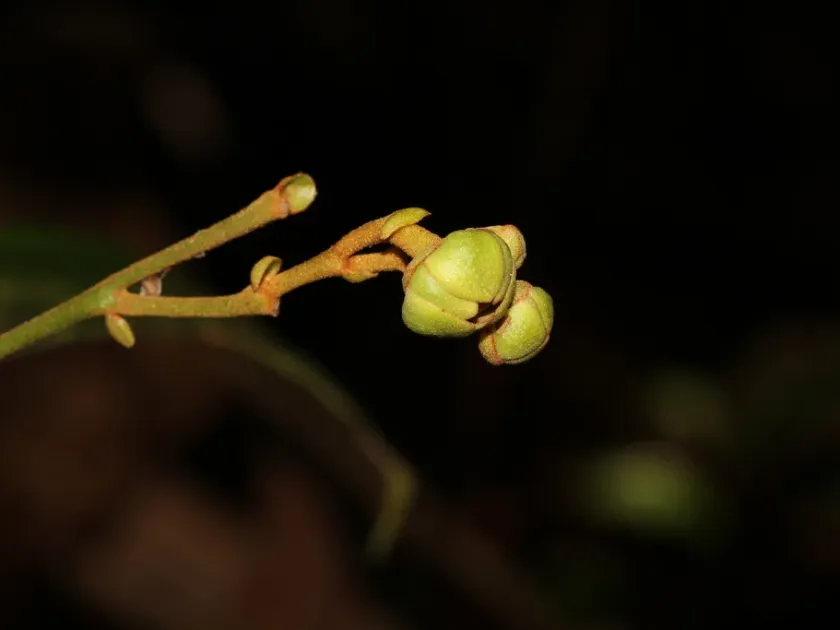 Uvaria griffithii