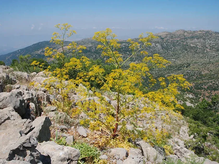Smyrniopsis syriaca