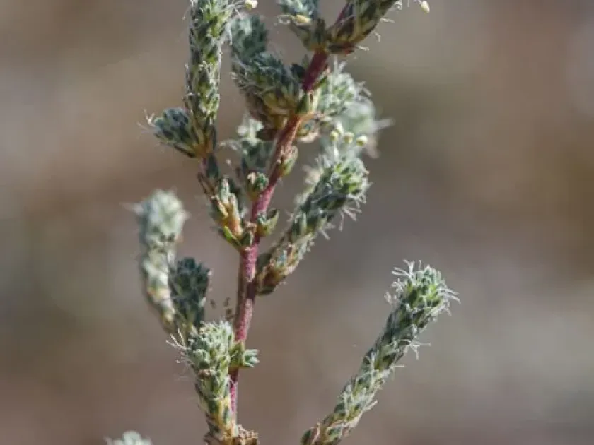 Salsola volkensii