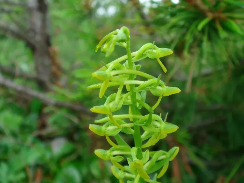 Platanthera tipuloides