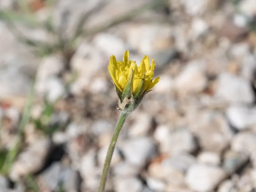 Scorzonera psychrophila