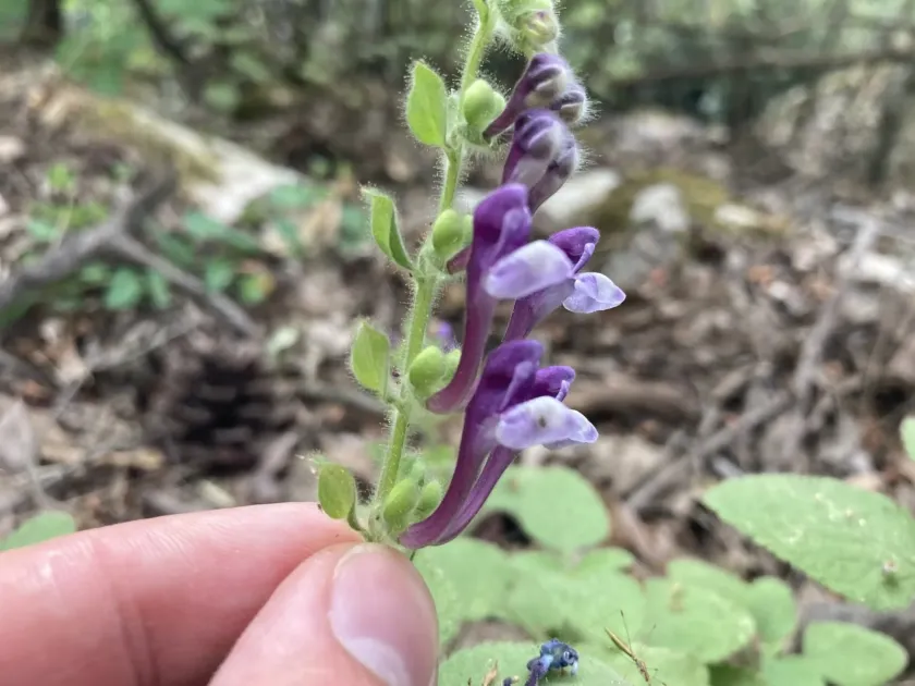Scutellaria subvelutina