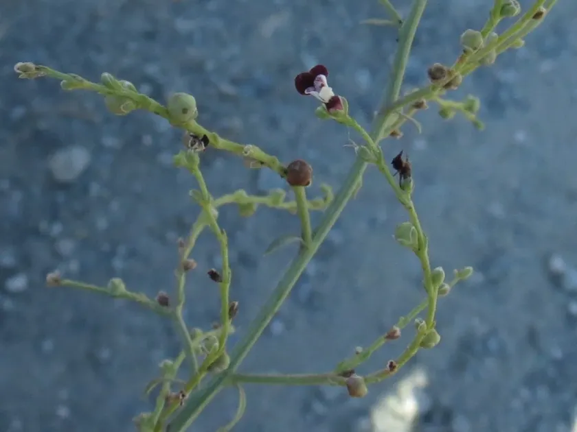 Peyron's figwort