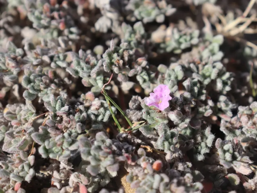 Tiquilia mexicana