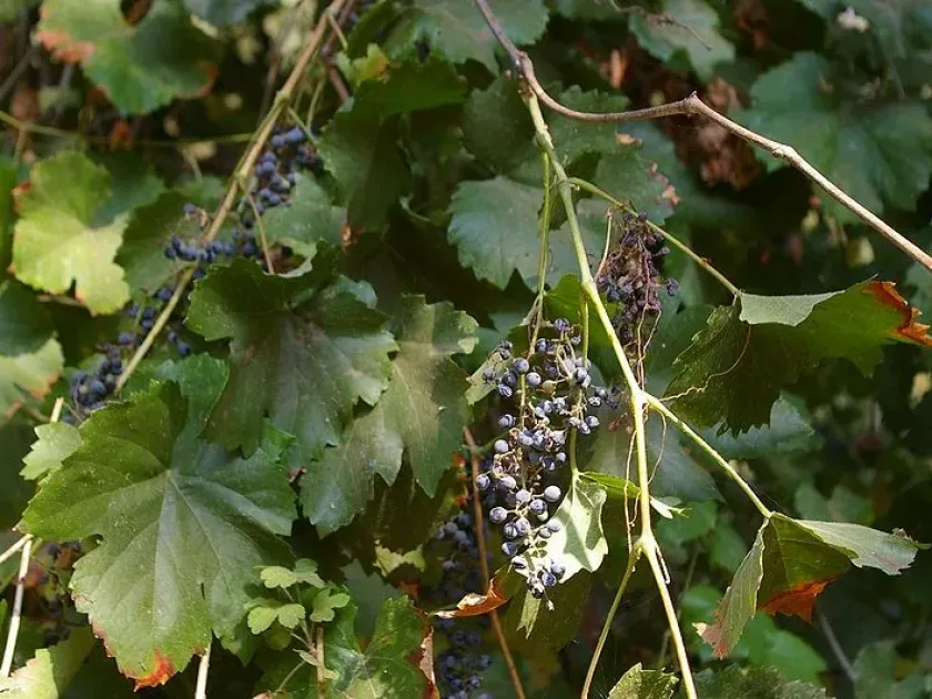 Bloodworth Grape