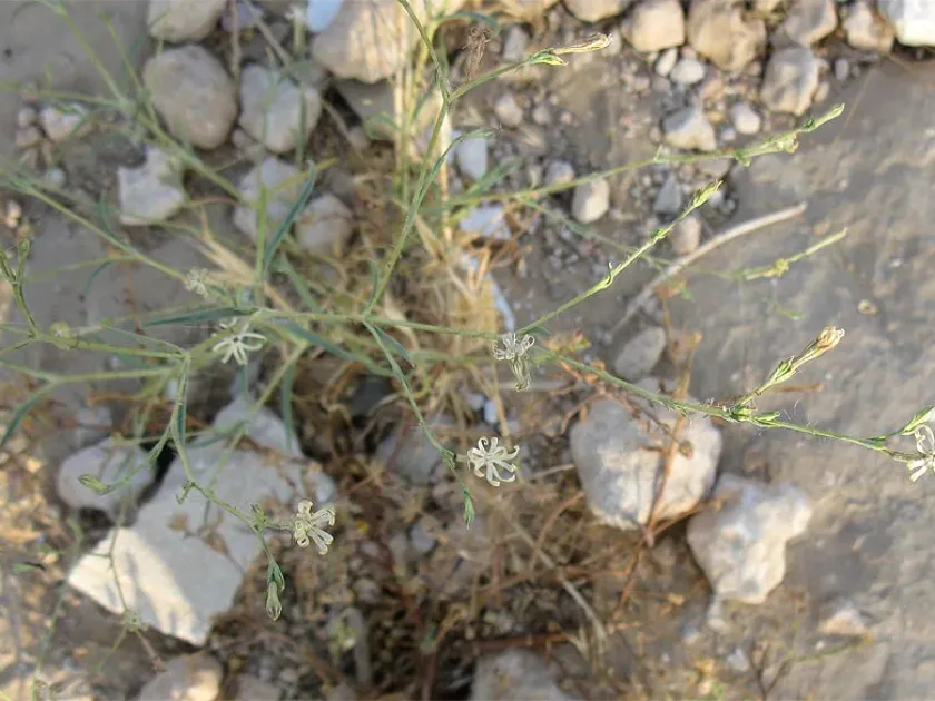 Silene linearis