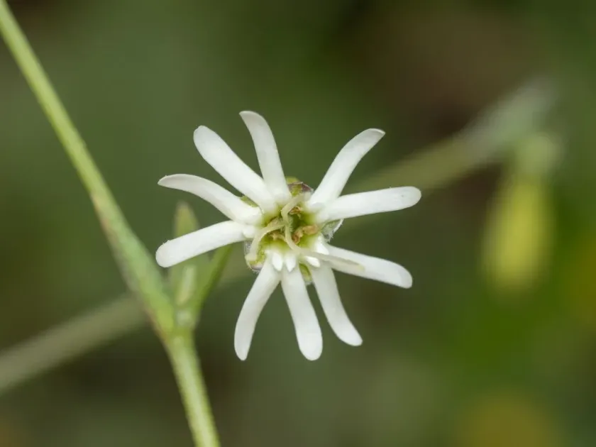 Silene longipetala