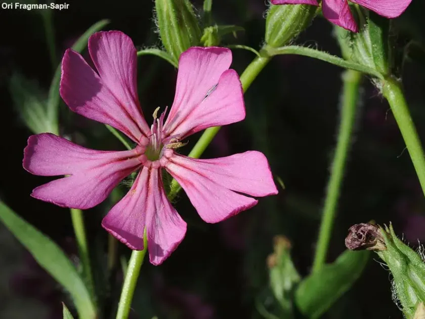Silene oxyodonta