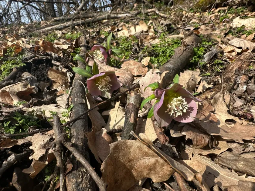 Purple Hellebore