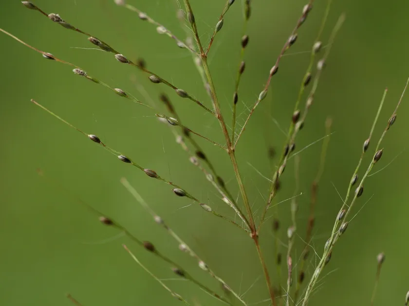 Digitaria perrottetii