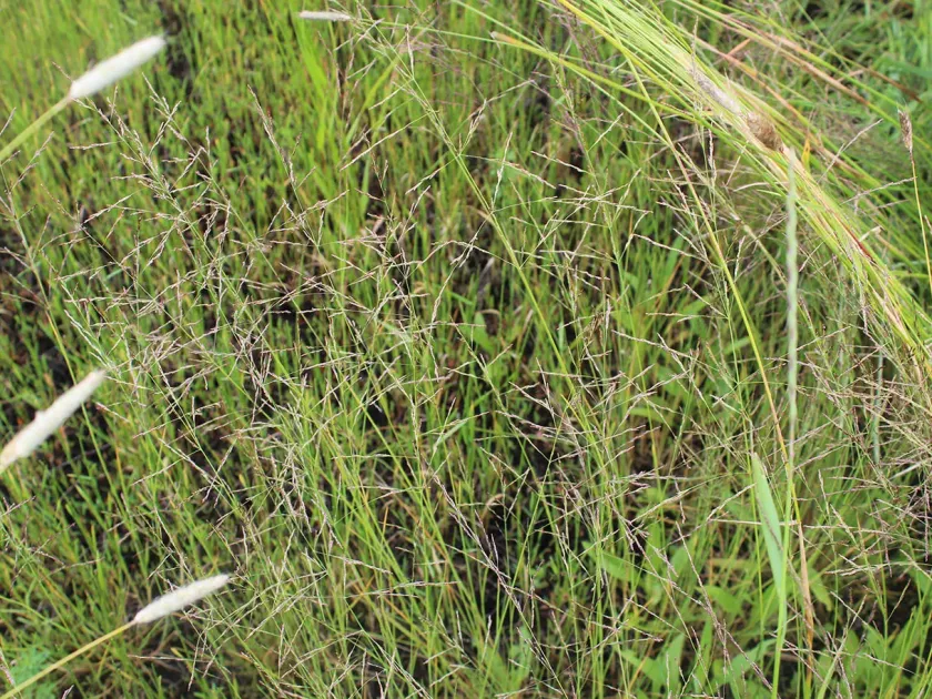 Puccinellia dolicholepis