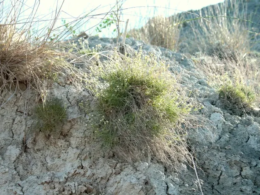 Minuartia taurica