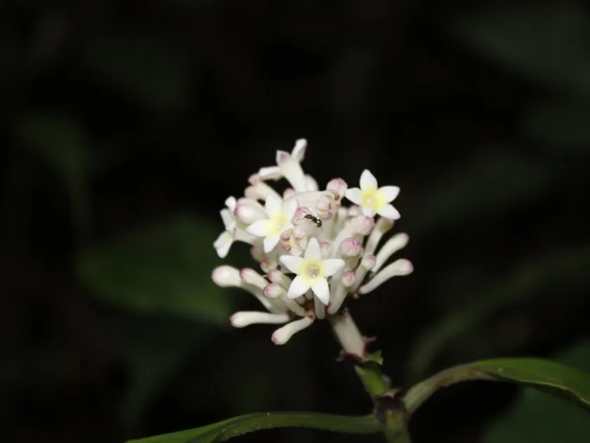 Chassalia ambigua