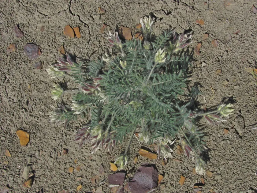Oxytropis pallasii